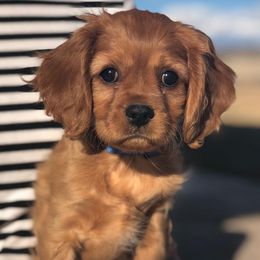 Cavalier King Charles Spaniels from Circle Valley Cavaliers
