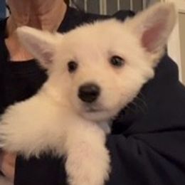 Boy 4 - White male German Shepherd puppy in Valley Springs, South Dakota from Von Pasch German Shepherds