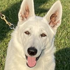 Sieglinde “Sigi” - Berger Blanc Suisse
