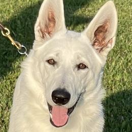 Sieglinde “Sigi” - Berger Blanc Suisse