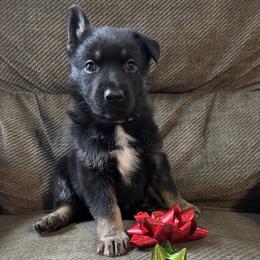 Yellow Girl - Black and tan female German Shepherd puppy in Ashland, Ohio from Peachy Puppies