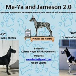 Great Dane puppies from Colra Danes