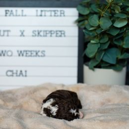 Labrador Retriever and Portuguese Water Dog Puppies from Hilltop Portuguese Water Dogs