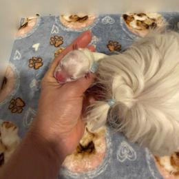 Korean Alex - White male Maltese puppy in Hernando Beach, Florida from Minipupps