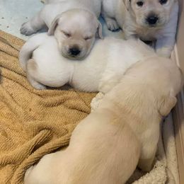 Labrador Retriever Puppies from Wolfpack Labradors