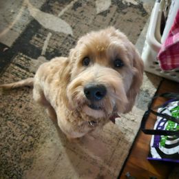 Goldendoodle All Grown Up from Lazy Dayz Doodles