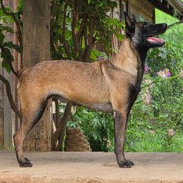 Venus - Mahogany female Belgian Malinois puppy in Elizabethton, Tennessee from Forever Family K9
