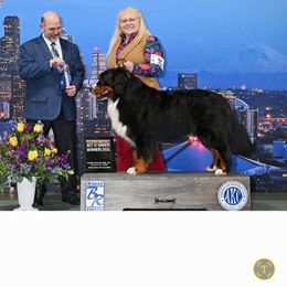 Winnie - Bernese Mountain Dog