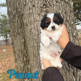 Peanut - Tri-color male Bernedoodle puppy in Mount Vernon, Missouri from PoodlelyDoodlely