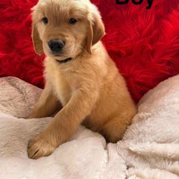 Golden Retriever Puppies from American True Golden retriever