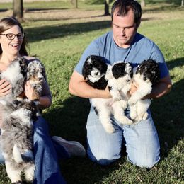 Aussiedoodle Puppies from Crystal Ridge Doodles