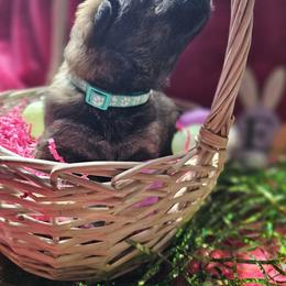 German Shepherd Puppies from Von Thomson Haus