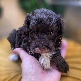 Buzz - Phantom male Bernedoodle puppy in Decatur, Tennessee from Diamond's Doodles