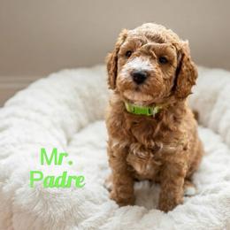 Mr. Padre - Red  male Goldendoodle puppy in Sacramento, California from Dandy Doodles Goldendoodles