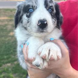 Draco - Blue merle male Australian Shepherd puppy in San Tan Valley, Arizona from SJR AUSSIES