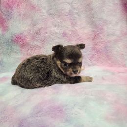 Blue tri girl. - Blue and tan female Chihuahua puppy in Richmond, Virginia from Breens
