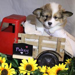 Sweet little Pokey - Sable female Pembroke Welsh Corgi puppy in Purcellville, Virginia from Rhone River Farm Pembroke Welsh Corgis