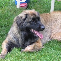Leonberger All Grown Up from Quinnehtukqut Leonbergers