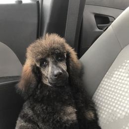 Poodle Puppies from Myka and Lisa’s Coast to Coast Poodles