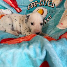 Bacon- Red - White and black female Dalmatian puppy in Claremore, Oklahoma from Lotsofdots Dalmatians