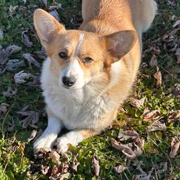Marigold - Red female Pembroke Welsh Corgi puppy in Blair, Wisconsin from Sandy’s Pet Grooming and Boarding & AKC Corgis