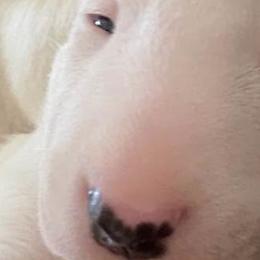 Bull Terriers from Action Bull Terriers