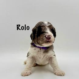 Rolo - Merle female Goldendoodle puppy in Milford, Pennsylvania from Doodles Are Golden