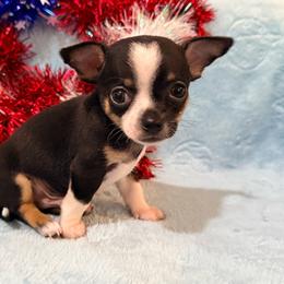 Blackbeard AKC - Black and tan male Chihuahua puppy in Seneca, Missouri from Stephanie’s Puppy Colony