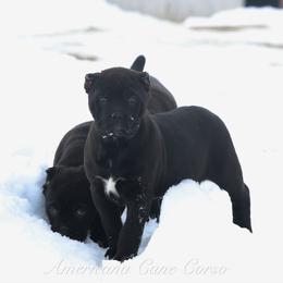Rune - Black female Cane Corso puppy in Cable, Ohio from Americana Cane Corso