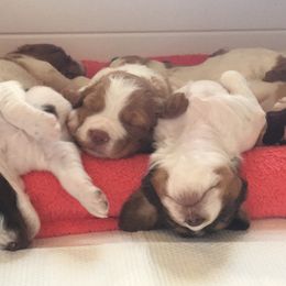 Brittany Puppies from Jenvy Brittanys