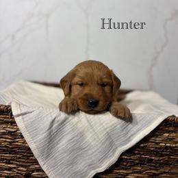 Hunter - Dark golden male Golden Retriever puppy in Fruitland, Idaho from Bethel Retrievers