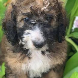 Sheepadoodle and Bernedoodle Puppies from Free State Pedigrees