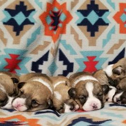 Pembroke Welsh Corgi Puppies from AJ'S Country Corgi's