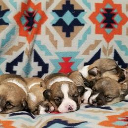 Pembroke Welsh Corgi Puppies from AJ'S Country Corgi's