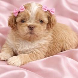 Ellie - Gold female Shih Tzu puppy in Covington, Georgia from Top Hats 2  Shih Tzu’s