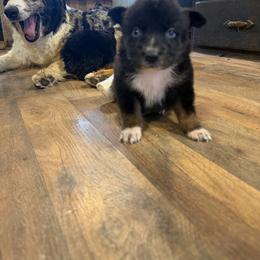 Layla - Black tri-color female Australian Shepherd puppy in Ridgeville, Indiana from McCord’s Standard Aussies