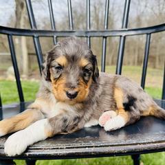 Mocha - Phantom female Pyredoodle puppy in Bowling Green, Ohio from FDF Pyredoodles & Bernedoodles