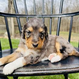 Mocha - Phantom female Pyredoodle puppy in Bowling Green, Ohio from FDF Pyredoodles & Bernedoodles