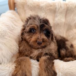 Moose - Brown merle male Aussiedoodle puppy in North Royalton, Ohio from Johnson's Doodles
