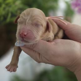 Flora - Apricot female Goldendoodle puppy in Decatur, Tennessee from Diamond's Doodles