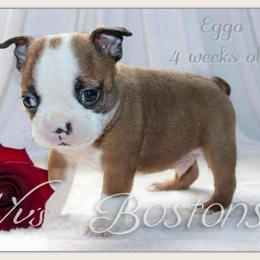 Boy 2-Eggo - Seal and white male Boston Terrier puppy in North Central, Vermont from Windy Valley’s Bostons