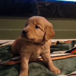 Vixen (purple collar) - Golden female Golden Retriever puppy in Tenino, Washington from Oak River Goldens'