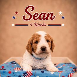 Sean - Parti male Goldendoodle puppy in Rocky Point, North Carolina from CelticDoods