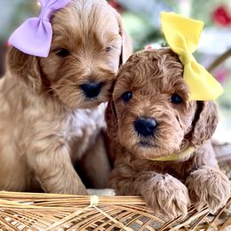 Goldendoodle Puppies from Doodle Love ❤️