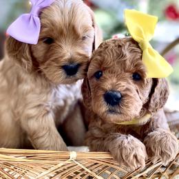 Goldendoodle Puppies from Doodle Love ❤️