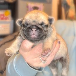 Jay (red collar) - Fawn male Pug puppy in Hereford, Arizona from Broken Road Ranch Pugs