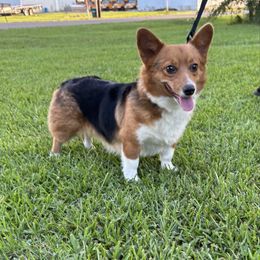 Ding-Ding - American Corgi