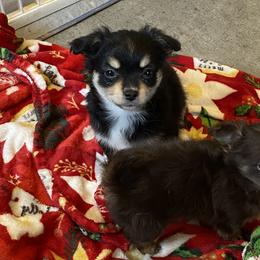 Chihuahua and Dachshund Puppies from Grandma’s little angels