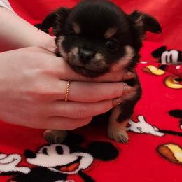 Dina - Black and tan female Chihuahua puppy in Chesapeake, Virginia from Elsbeth's Chihuahuas