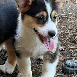 Pembroke Welsh Corgis from Weaver Pembroke Corgis